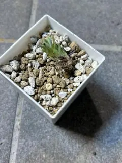 2026年最新】ザラゴーサspノバの人気アイテム - メルカリ