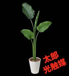 激安！ ストレチア オーガスタ E大型❗️ 199センチ 10号鉢 観葉植物