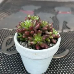 2026年最新】虹の玉の人気アイテム - メルカリ