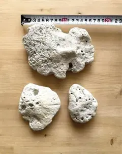 2026年最新】アクアリウムデスロックの人気アイテム - メルカリ