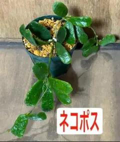 2025年最新】観葉植物 ホヤの人気アイテム - メルカリ