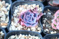 三*ん様 エケベリア・ネオンブレーカーズ