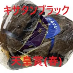 キタサンブラック アイドルホース 競馬 ぬいぐるみ AVANTI ウマ娘新品H④