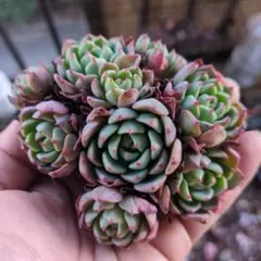 2025年最新】七福美尼の人気アイテム - メルカリ