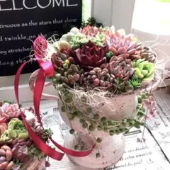多肉植物寄せ植え♡そのまま飾れる＊ºアンティークハンドルカップ:.＊~♪