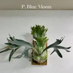 2025年最新】ビカクシダ ペガサスの人気アイテム - メルカリ