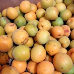 完熟 梅 生梅 2キロ 愛知県産 農薬不使用 - メルカリ