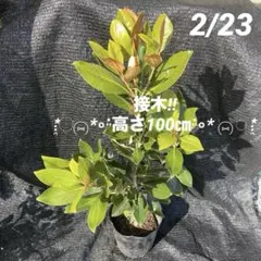 2026年最新】リトルジェムの人気アイテム - メルカリ