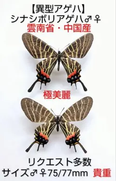 最終価格‼️オウゴンテングアゲハ ♂標本 81mm北ベトナム産☆人気種