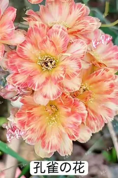 70-緑姫 新品種 花サボテン ロビビア属 複色咲き 群開花 カキコ - メルカリ
