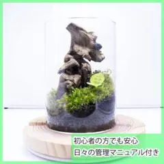 2025年最新】ホーンウッド adaの人気アイテム - メルカリ