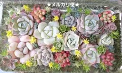 【メルカリ便】エケベリア・セダム寄せ植え 多肉弁当 多肉詰め合わせ