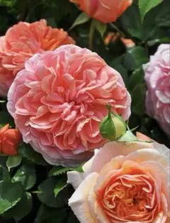 ダット様 リクエスト 3点 まとめ商品