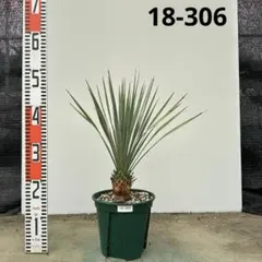 2026年最新】ユッカ 植物の人気アイテム - メルカリ