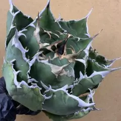 2025年最新】白鯨 ボールの人気アイテム - メルカリ