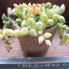 〇ポットごと♡希少♡エンジェルティアーズ♡天使の涙♡斑入りピーチネックレス♡のサムネイル