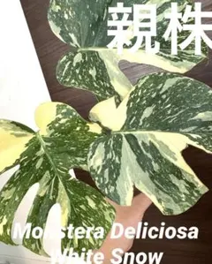 2026年最新】モンステラ グリーンスノーの人気アイテム - メルカリ