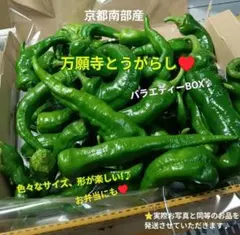 万願寺とうがらし❤形は個性派、見た目✕➜味は本格派！曲がっているのは元気な証拠！のサムネイル