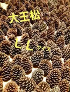 2026年最新】松ぼっくり100個の人気アイテム - メルカリ