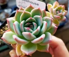 ムスカ　ヒューミリス　ラウレンシス　ビーハウスさん　土付き発送　多肉