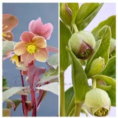 クリスマスローズ 原種 オドルス① シングル 緑 香り有り - メルカリ