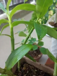 へのかっぱ様 リクエスト 2点 まとめ商品