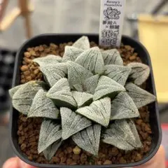 多肉植物 ハオルチア マンタ 葉挿し - メルカリ