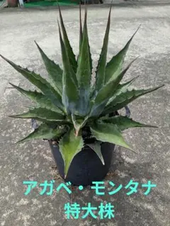 2025年最新】アガベモンタナの人気アイテム - メルカリ