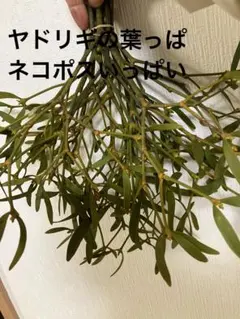 2026年最新】やどりぎ 植物の人気アイテム - メルカリ