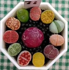 確認用　多肉植物リトープス/コノフィツム　S71、S72オーダー出品　土付きx1