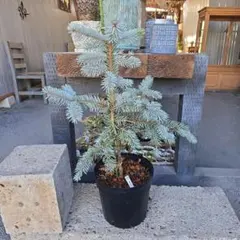 2026年最新】プンゲンストウヒ ホプシーの人気アイテム - メルカリ