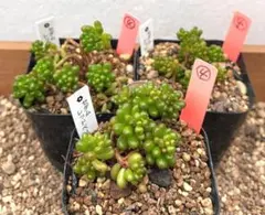 レッドベリー♡ 抜き苗 セダム 多肉植物 - メルカリ