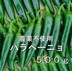新鮮！ハラペーニョ　ネコポス500g　青唐辛子　農薬不使用　稲垣農園のサムネイル