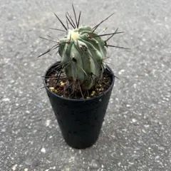 2026年最新】コピアポアの人気アイテム - メルカリ