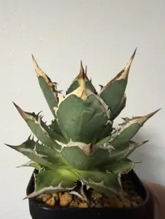 2025年最新】剣竜 アガベの人気アイテム - メルカリ