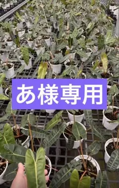 【あ様専用】