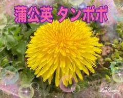 2026年最新】たんぽぽ 苗の人気アイテム - メルカリ