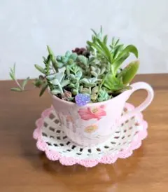 多肉寄植え③