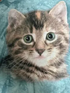 Item thumbnail for item e6a2cfff-dc66-41f2-8d2e-1ad4977467de