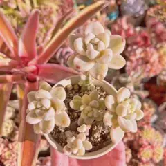 ラウル錦 カット苗 多肉植物 ラウル錦 – 多肉植物の通販・販売サイト tawawa