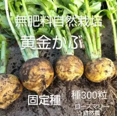 黄金かぶ　種300粒以上　自然農　無肥料自然栽培　固定種　自家採種