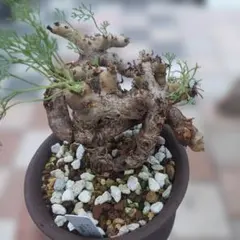 2025年最新】モンソニア ムルチフィダの人気アイテム - メルカリ