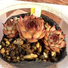 多肉植物 センペルビウム エルドラド 子株付き No.37① - メルカリ