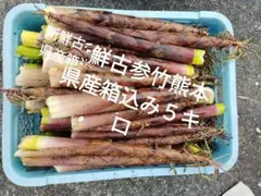 愛知産 ！朝掘り新鮮たけのこ(布袋竹 )5キロ！収穫出来次第で即日発送
