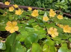 アサザ苗2株。水草。元気に育つ希少種。葉っぱは食べられます♪