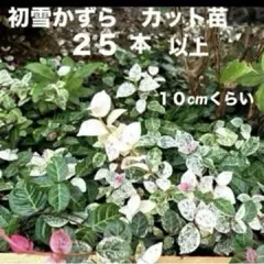 初雪かずら　カット苗　 ２５本　約１０cm