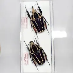 2026年最新】カナブン標本の人気アイテム - メルカリ