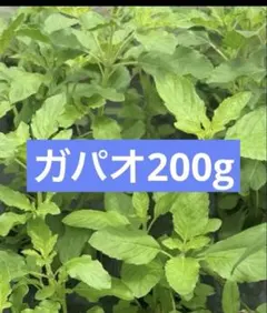 自家栽培　ガパオ　ホーリーバジル200gのサムネイル
