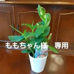 ももちゃん様　専用