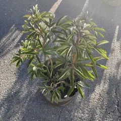 芍薬　アレキサンダー　大苗のサムネイル